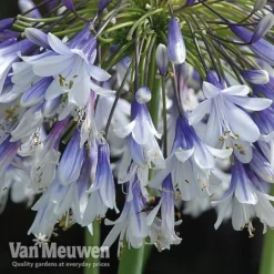 Agapanthus 'Fireworks' -Green Us Garden VM6