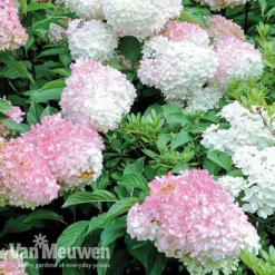 Hydrangea Paniculata 'Vanille Fraise' -Green Us Garden VMvan2