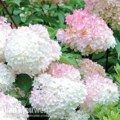 Hydrangea Paniculata 'Vanille Fraise' -Green Us Garden VMvanil