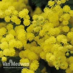 Acacia Dealbata -Green Us Garden acacia dealbata mimosa 4