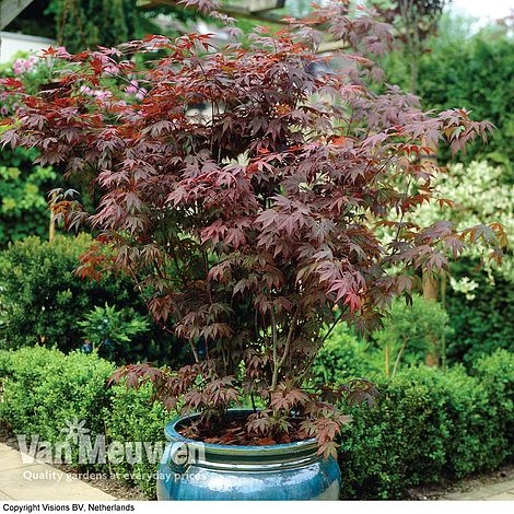 Acer Palmatum 'Atropurpureum' 1 Acer Palmatum 'Atropurpureum'