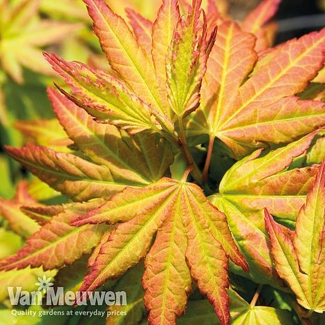 Acer Palmatum 'Orange Dream' 1 Acer Palmatum 'Orange Dream'
