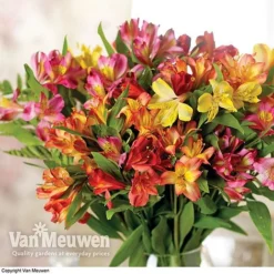 Alstroemeria 'Garden Hybrids' -Green Us Garden alst gard hyb3