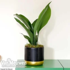 Aspidistra Elatior (House Plant) -Green Us Garden aspi vka2850 d