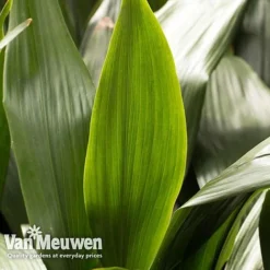 Aspidistra Elatior (House Plant) -Green Us Garden aspi vka2850 e