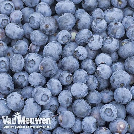 Blueberry 'Duke' 2 Blueberry 'Duke' - Image 2