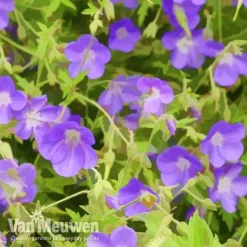 Geranium 'Brookside' -Green Us Garden brook