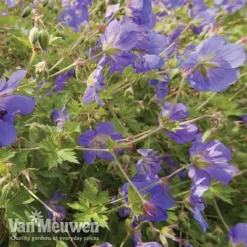 Geranium 'Brookside' -Green Us Garden brooks4