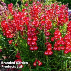 Penstemon 'Ice Cream Collection' 12 Penstemon 'Ice Cream Collection' -Green Us Garden cherry1