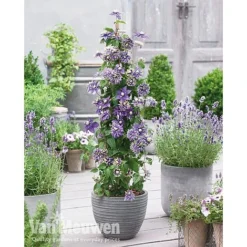 Clematis Florida 'Taiga' 5 Clematis Florida 'Taiga' -Green Us Garden clematis3