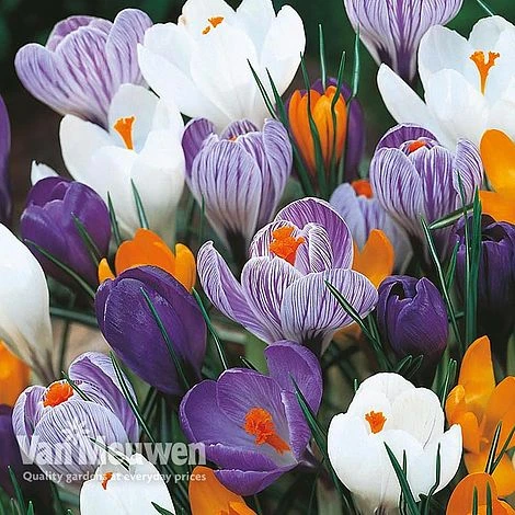 Crocus 'Dutch Large Flowering' (Spring Flowering) 2 Crocus 'Dutch Large Flowering' (Spring Flowering) - Image 2