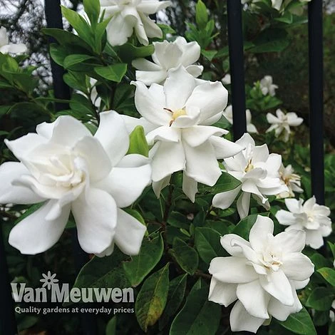 Gardenia 'Crown Jewels' 2 Gardenia 'Crown Jewels' - Image 2