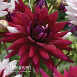 Dahlia 'Rebecca's World' -Green Us Garden dahl 70042v C
