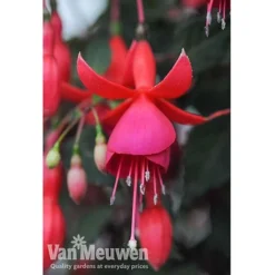 Fuchsia 'Fusion' -Green Us Garden fuch2