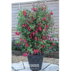 Fuchsia 'Fusion' -Green Us Garden fuch3