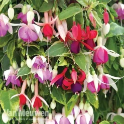 Fuchsia Trailing Pre-Planted Basket 6 Fuchsia Trailing Pre-Planted Basket -Green Us Garden fuchtrail