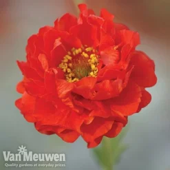 Garden Ready Perennial Collection -Green Us Garden geum1