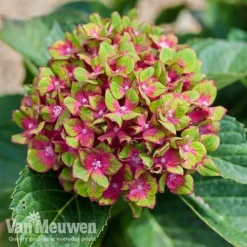 Hydrangea Macrophylla GLAM ROCK 'Horwack' -Green Us Garden glam3