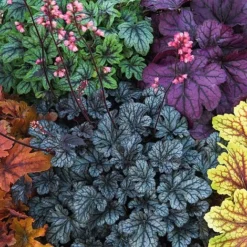 Heuchera 'Mosaic' -Green Us Garden heuchera NOW1
