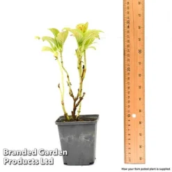 Hydrangea Macrophylla GLAM ROCK 'Horwack' -Green Us Garden hydr