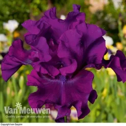 Iris Re-Blooming Collection -Green Us Garden iris cantina