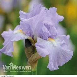 Iris Re-Blooming Collection -Green Us Garden iris victoriafalls