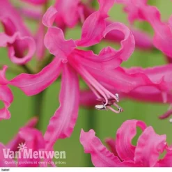 Nerine Bowdenii Collection -Green Us Garden isabel