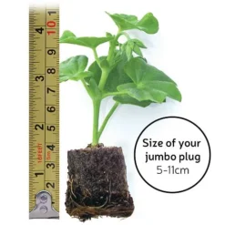 Chrysanthemum 'Incurved Mixed' 7 Chrysanthemum 'Incurved Mixed' -Green Us Garden jumboplugsize35