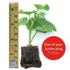 Calendula 'Power Daisy' Collection -Green Us Garden jumboplugsize6