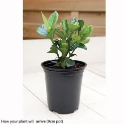 Gardenia Jasminoides 'Kleim's Hardy' -Green Us Garden kleims example