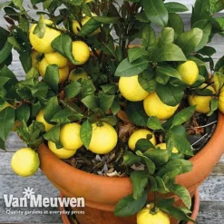 Green Us Garden -Green Us Garden lemo 64680v b