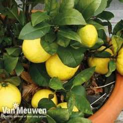 Fruit Meyer Lemon -Green Us Garden lemo 64680v c