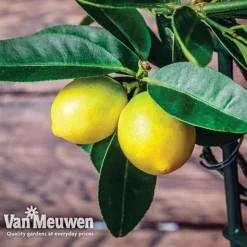 Fruit Meyer Lemon -Green Us Garden lemo 64680v d