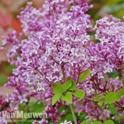 Lilac 'Palibin' -Green Us Garden lilac c