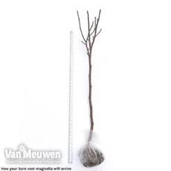 Magnolia 'Red Lucky' -Green Us Garden magnolia arrival