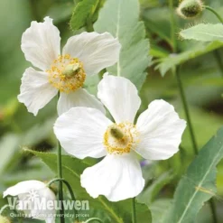 Meconopsis 'Union Jack' Collection 6 Meconopsis 'Union Jack' Collection -Green Us Garden meco