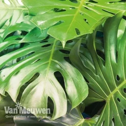 Monstera Deliciosa (House Plant) -Green Us Garden mons vka2925 c