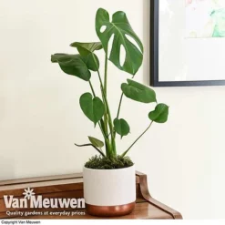 Monstera Deliciosa (House Plant) -Green Us Garden mons vka2925 d