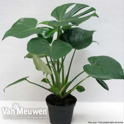 Monstera Deliciosa (House Plant) -Green Us Garden mons vka2925 f