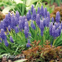 Bumper Spring Bulb Collection -Green Us Garden musc1