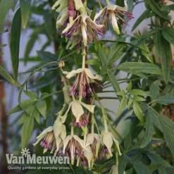 Clematis Napaulensis -Green Us Garden nap