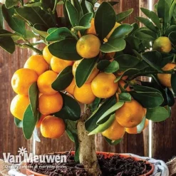 Green Us Garden -Green Us Garden oran 64670v b