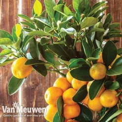 Orange Tree -Green Us Garden oran 64670v c