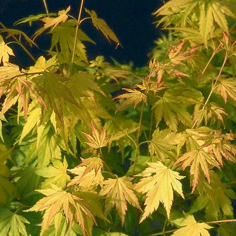Acer Palmatum 'Orange Dream' 2 Acer Palmatum 'Orange Dream' - Image 2
