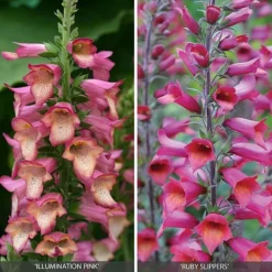Perennial Foxglove Collection