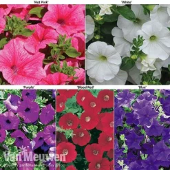Petunia Surfinia® Collection 17 Petunia Surfinia® Collection -Green Us Garden petu 60645 main
