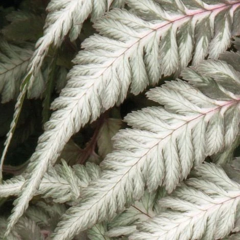 Fantastic Fern 'Pewter Lace' 2 Fantastic Fern 'Pewter Lace' - Image 2