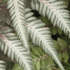 Fantastic Fern 'Pewter Lace' 5 Fantastic Fern 'Pewter Lace' -Green Us Garden pewter21