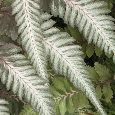 Fantastic Fern 'Pewter Lace' 3 Fantastic Fern 'Pewter Lace' - Image 3