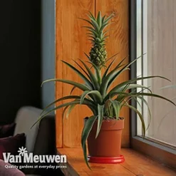 Pineapple Plant 11 Pineapple Plant -Green Us Garden pine v80761 b